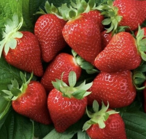 Клубника Мурано ремонтантная