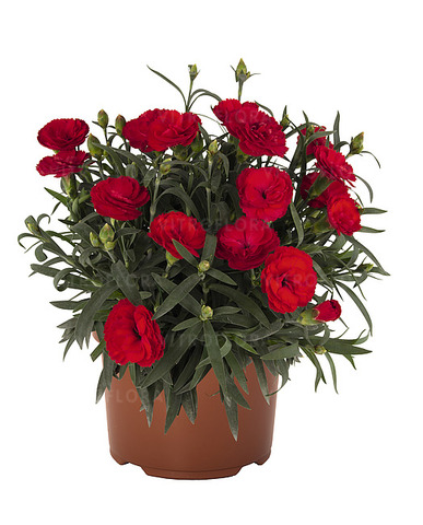 1663 Гвоздика Sprint Red (Весна 2026)