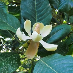 Магнолия Делавея Magnolia delavayi