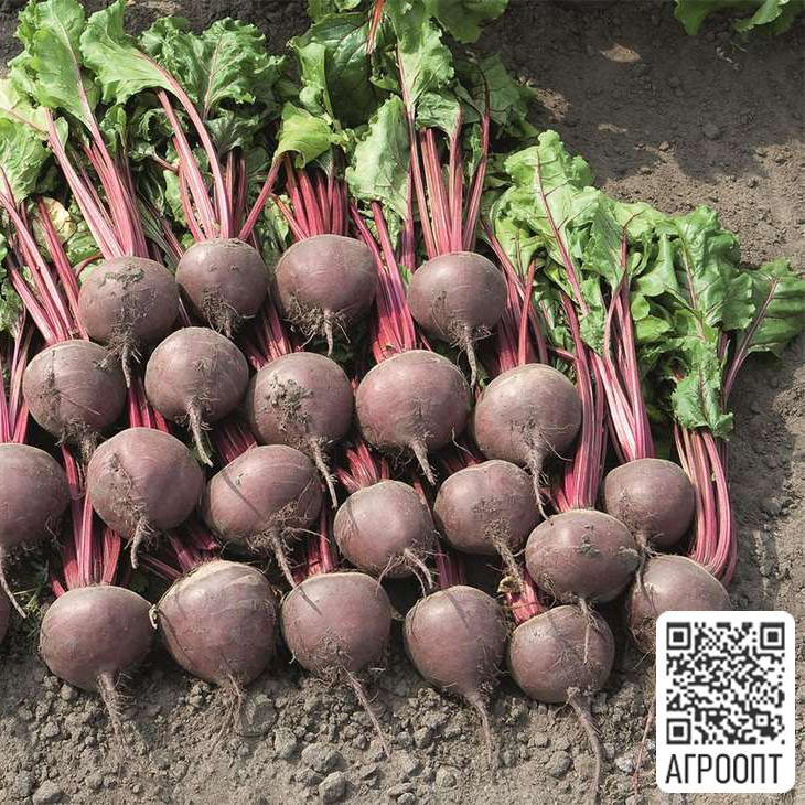 Свекла Боро F1: отзывы, фото, описание, характеристики, достоинства и недостатки, особенности выращивания