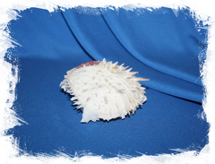 Spondylus varius (Спондилус вариус)