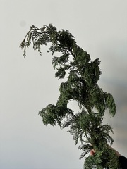 Ветка хвои - КИПАРИС