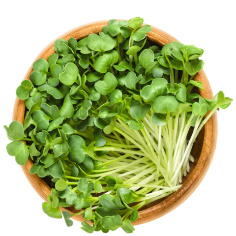 Семена для выращивания микрозелени Семко Дайкон Дубинушка 100 г