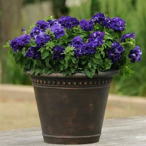 S60242 Петуния кустовая Double Cascade Blue 10 шт.