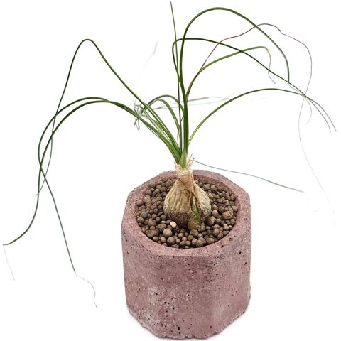 Живой редкий каудексный суккулент в горшке Albuca Humilis (Альбука Хумилис) в горшке с грунтом