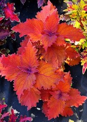 Orange You Glad колеус КСР