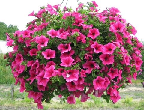 Петуния Fanfare Hot Rose