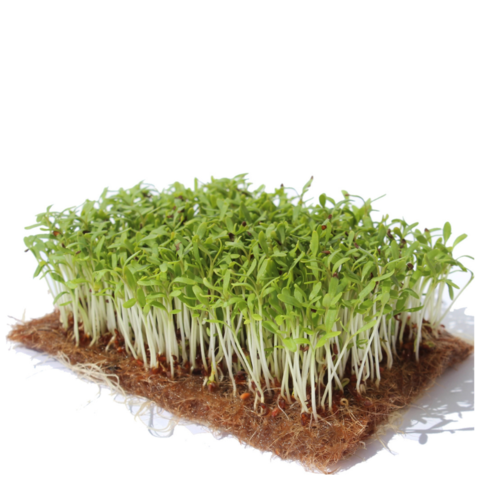 Семена для выращивания микрозелени Семко Кресс-салат Данский 100 г