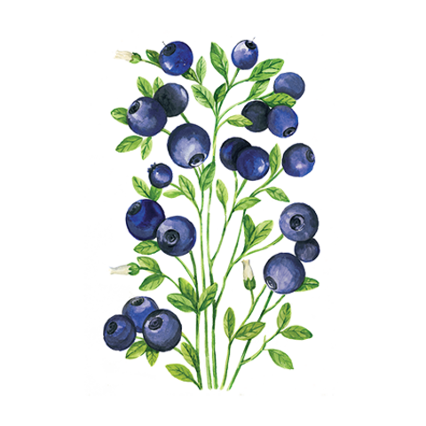 Сироп Черника ProffSyrup