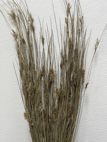 Ситник / Балтийский камыш сухоцвет Натуральный