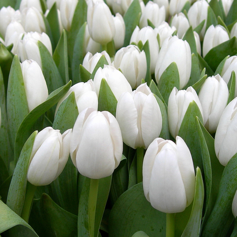 Тюльпаны белые от 9шт