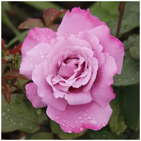 Аметиста (Ametista)