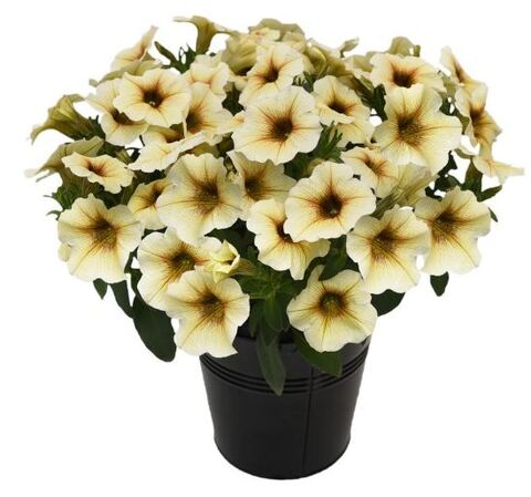 Петхoa French Vanilla