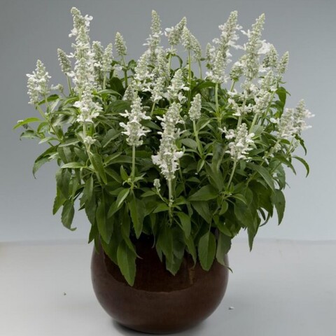 3308 Сальвия мучнистая SALLYFUN Snowhite (Весна 2026)