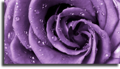 Постер "Фиолетовая роза"