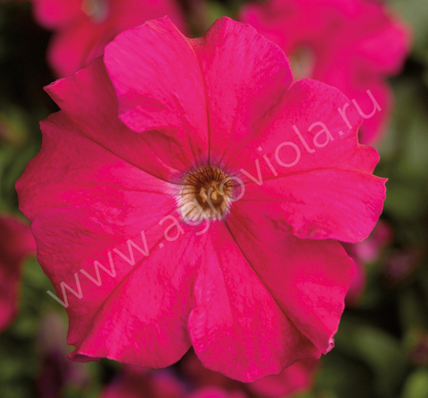 S6031 Петуния кустовая Grandiflora TriTunia Rose 100 шт.