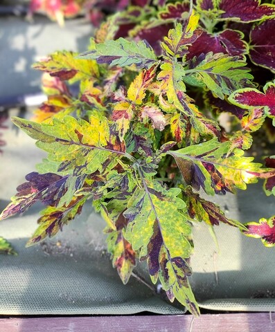 Rainbow Colors Тай колеус КСР