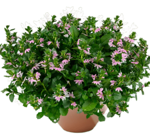 3435 Сцевола Bicolor Rose Blessing (Весна 2026)