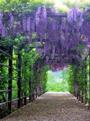 Глициния китайская Wisteria sinensis