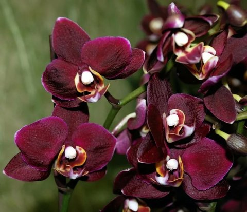 Орхидея Черный принц