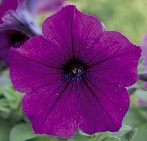 S5723 Петуния ампельная Trilogy Purple 5шт.