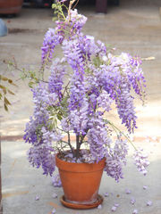 Глициния китайская Wisteria sinensis