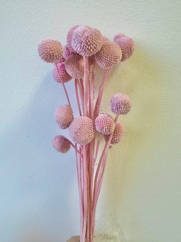 Краспедия Розовый закат средние шарики-20 шт