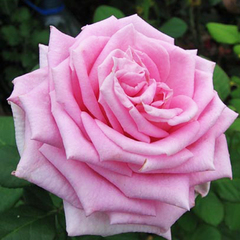 Роза чайно-гибридная Аква 