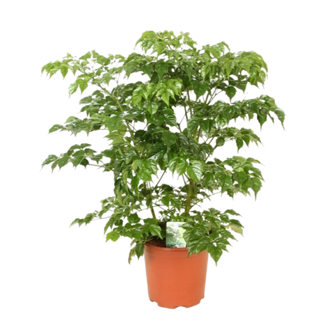 Радермахера