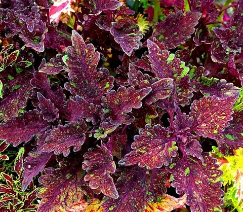 Черничный кекс колеус