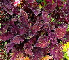 Черничный кекс колеус