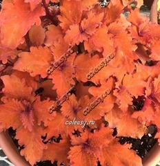 Orange You Glad колеус КСР