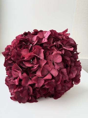 Гортензия стаб. Вишневый