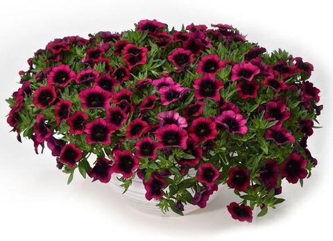 Калибрахоа Дракула