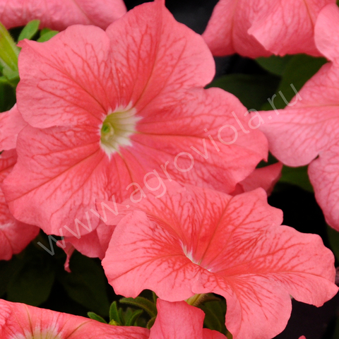 S60144 Петуния кустовая Grandiflora Limbo GP Salmon 10шт.