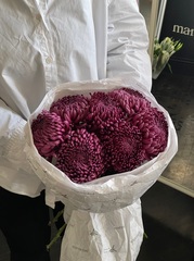 Моно из одноголовой хризантемы сливового оттенка 7шт