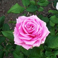 Роза чайно-гибридная Аква 