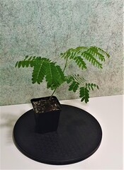 Teofrast Делоникс королевский Delonix regia
