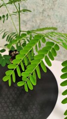 Teofrast Делоникс королевский Delonix regia