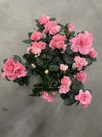 Азалия Индика Розовая