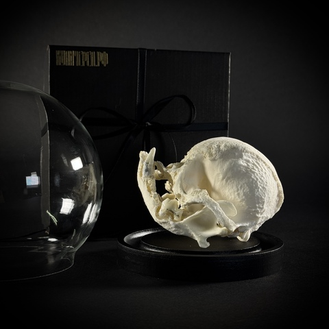 Череп собаки в клоше