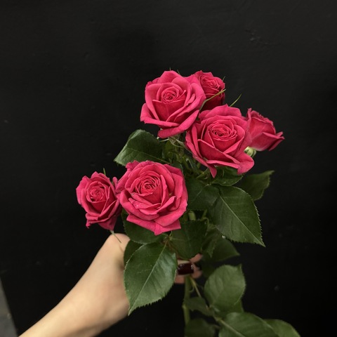 Роза кустовая Quincy 60 см / 1 шт