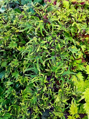 Sroi колеус КСР