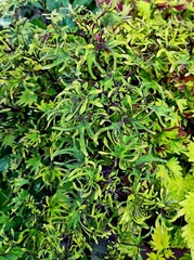 Sroi колеус КСР