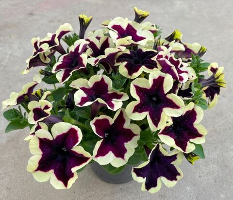 Петуния Go!Tunia French Kiss