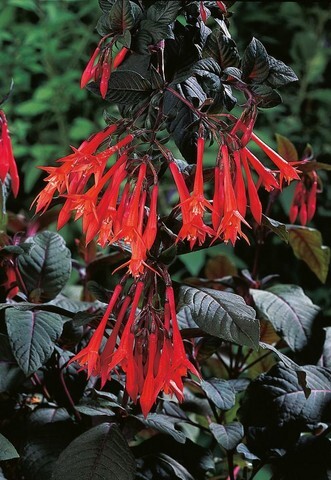 3597 Фуксия Gartenmeister (Весна 2026)