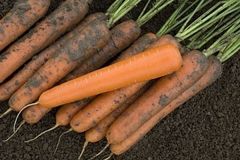 Экзелсо F1 семена моркови нантской (Vilmorin / Вильморин)