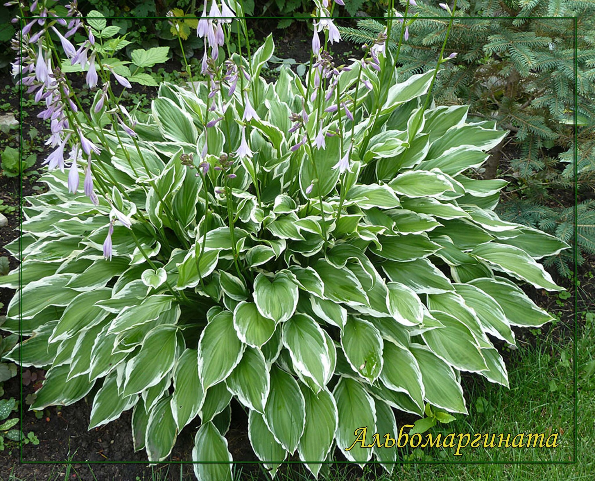 Хоста 3. Хоста Альбомаргината. Хоста undulata albomarginata. Хоста (Hosta `albomarginata`). Хоста белоокаймленная (Hosta albomarginata).