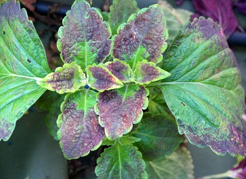 Japanese Giant колеус