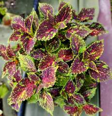 Michigan Avenue колеус КСР